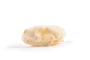 Image description is not available for 2015.4.10